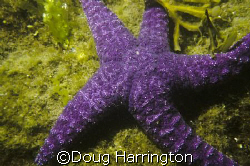 Sea Star. 30' high tide. by Doug Harrington 